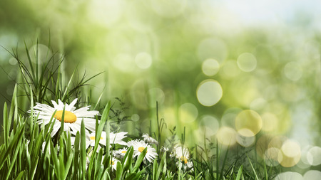 Beauty summer day with daisy flowers and bokeh, natural bannerの写真素材