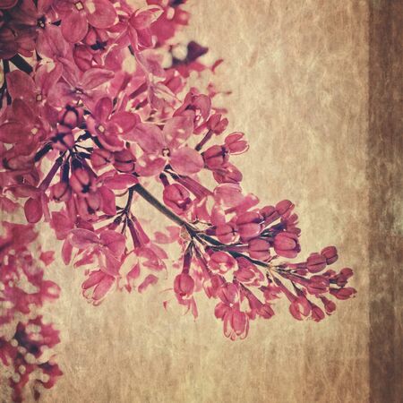 Lilac flower, retro fashioned post card with rice paper texture, orient japanese styleの写真素材