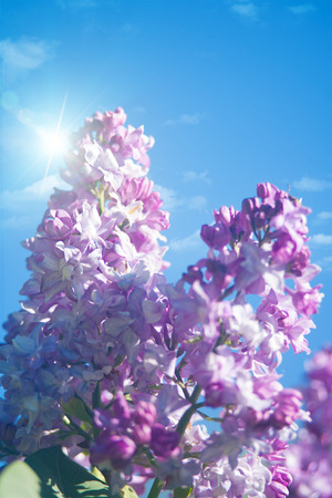 lilac flowers under blue skies, abstract natural backgroundsの写真素材