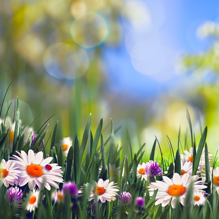 Summer beauty, abstract seasonal landscapeの写真素材