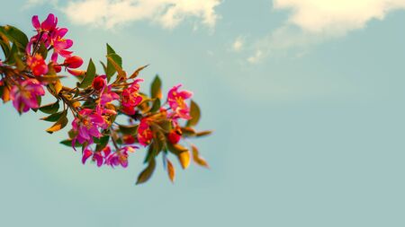 Sakura beauty. Alone twig against summer skiesの写真素材