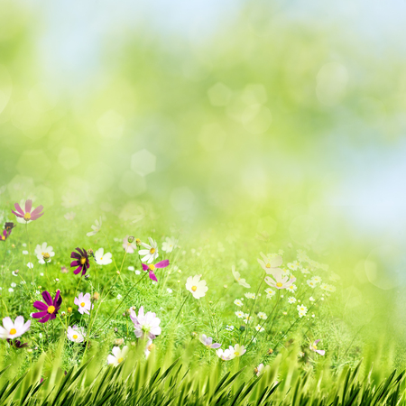 Beauty summer meadow with blooming flowers, seasonal abstract backgroundsの写真素材