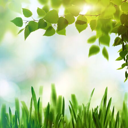 Beech fores, abstract spring backgrounds with beech tree and green grassの写真素材