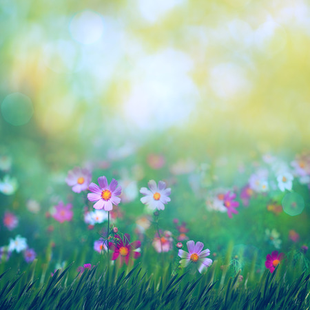 Beauty summer meadow with blooming flowers, seasonal abstract backgroundsの写真素材
