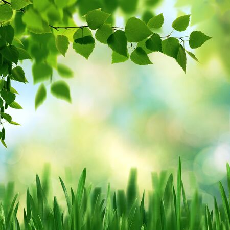 Beech fores, abstract spring backgrounds with beech tree and green grassの写真素材