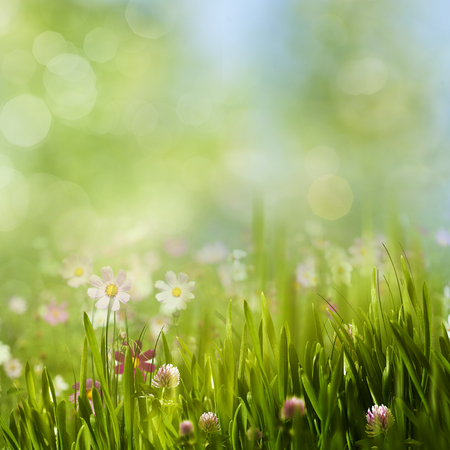 Beauty summer meadow with blooming flowers, seasonal abstract backgroundsの写真素材