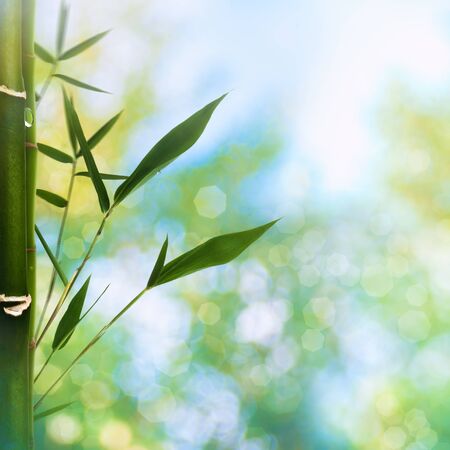 Oriental abstract backgrounds with bamboo grass and beauty summer bokehの写真素材