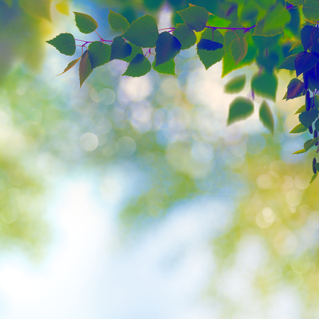Summer garden, beauty seasonal backgrounds with beech tree and shiny bokehの写真素材