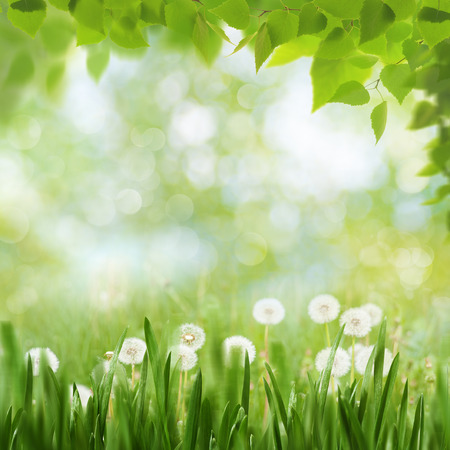 Seasonal landscape with dandelion flowers and beauty spring foliageの写真素材