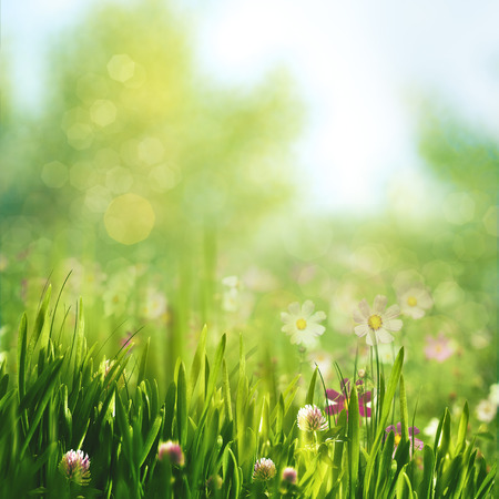 Beauty summer day, abstract rural landscape with blooming flowers and green grassの写真素材