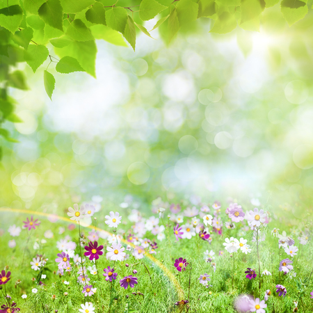 Beauty summer day, abstract rural landscape with blooming flowers and green grassの写真素材