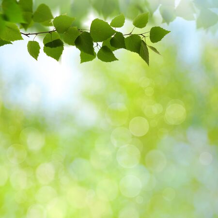 Summer garden, beauty seasonal backgrounds with beech tree and shiny bokehの写真素材