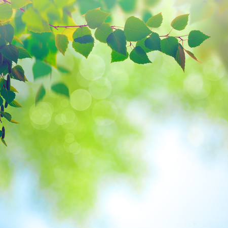Abstract seasonal backgrounds with beech trees and beauty summer textureの写真素材