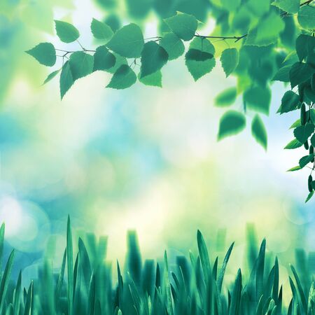 Early morning, abstract summer landscape with green foliageの写真素材