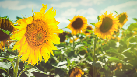Sunflower on the field beauty rural backgrounds for your designの写真素材