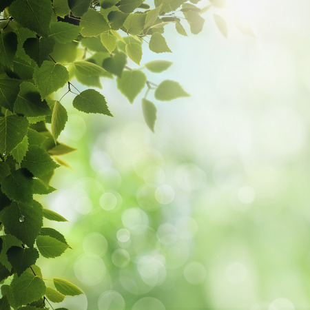 Morning dew. Seasonal backgrounds with clean dew on the foliage and bright sunlightの写真素材