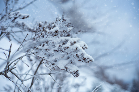 Hazy fresh. Abstract seasonal backgrounds with pretty fresh weatherの写真素材