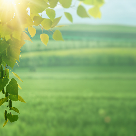 On the summer meadow, seasonal environmentの写真素材
