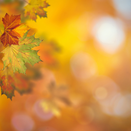 Autumnal fall. Beautiful seasonal backgrounds with maple leaf and bright coloursの写真素材