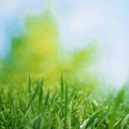 Abstract art backgrounds with green foliageの写真素材