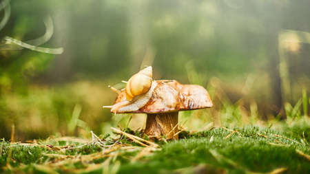 Beautiful autumn in the deep forest. Alone snail on the mushroomの写真素材