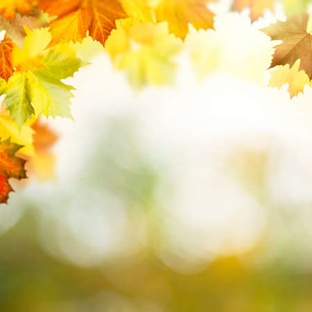 Wonderful autumn day in the forest. Abstract natural backgroundsの写真素材