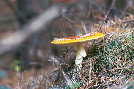 Amonita mushroom in the forest. Beautiful fall backgrounds with fly agaricの写真素材