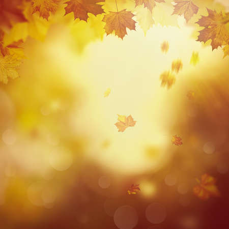 Wonderful autumn day in the forest. Abstract natural backgroundsの写真素材