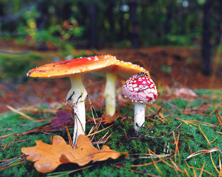 Amonita mushroom in the forest. Beautiful fall backgrounds with fly agaricの写真素材