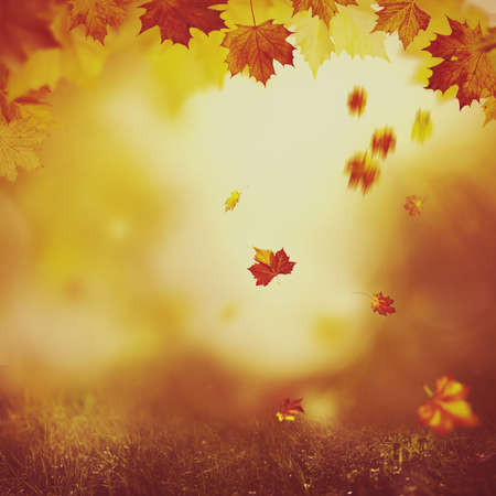 Wonderful autumn day in the forest. Abstract natural backgroundsの写真素材