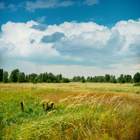Tranquil meadow under the blue sky. Abstract natural backgroundsの写真素材