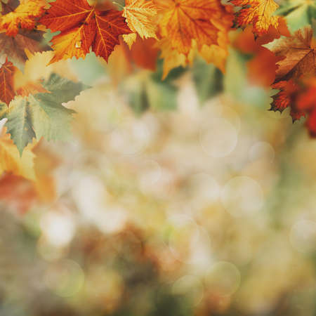 Abstract autumnal backgrounds with beautiful leaves and colorsの写真素材