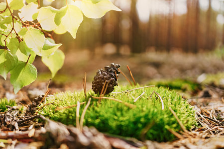 Beauty autumn in the forest. Nature conservation and ecology backgroundsの写真素材
