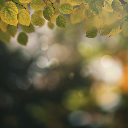 Abstract autumnal backgrounds with beautiful leaves and colorsの写真素材