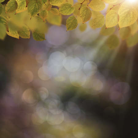 Abstract autumnal backgrounds with beautiful leaves and colors