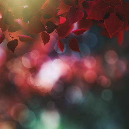 Abstract autumnal backgrounds with beautiful leaves and colorsの写真素材
