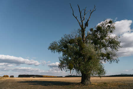 Alone tree in an autumn field during sunny dayの写真素材