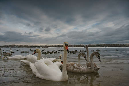 Swan lake. Birds at the winterの写真素材