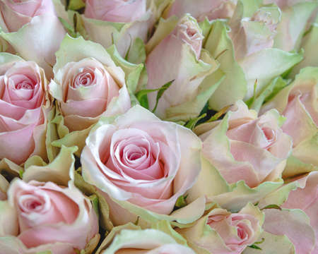 Beautiful rose flowers. Abstract wedding and holidays backgroundsの写真素材