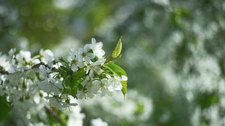 Flowering in the garden. Fruit trees bloom under the sun