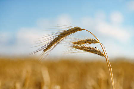 Field of ripe wheat under bright summer sunlightの写真素材