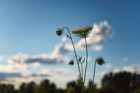Wilderneaa. Beautiful wild flowers on the summer meadowの写真素材