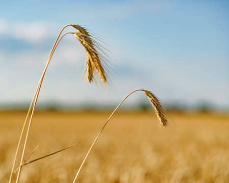 Field of ripe wheat under bright summer sunlightの写真素材