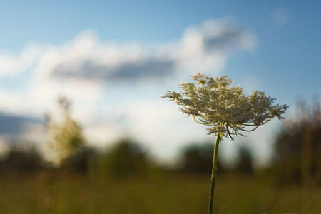 Wilderneaa. Beautiful wild flowers on the summer meadowの写真素材