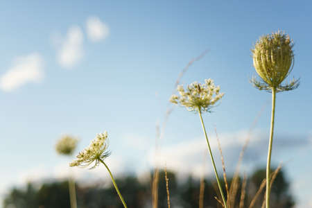 Wilderneaa. Beautiful wild flowers on the summer meadow