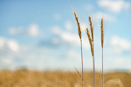 Field of ripe wheat under bright summer sunlightの写真素材