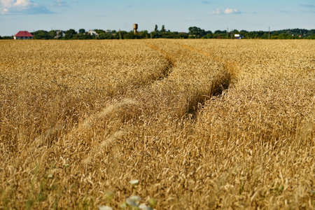 Field of ripe wheat under bright summer sunlightの写真素材