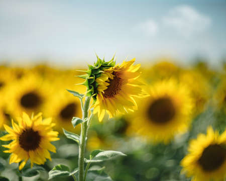 Sunflower field under bright sunlight. Agriculture backrounds.の写真素材