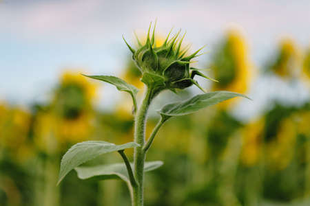 Sunflower field under bright sunlight. Agriculture backrounds.の写真素材