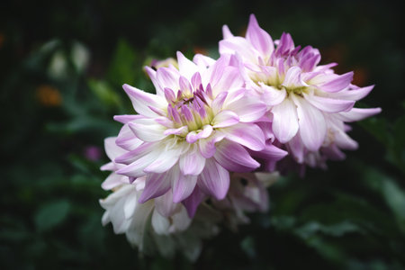 Beautiful chrysanthemum in the city garden, abstract natural backgroundsの写真素材
